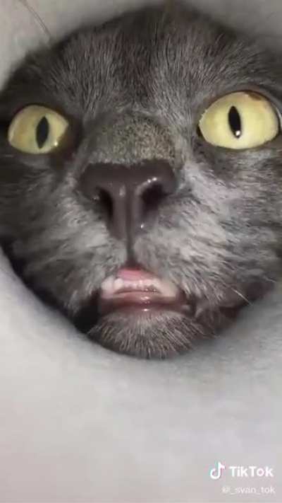 death by sniffles