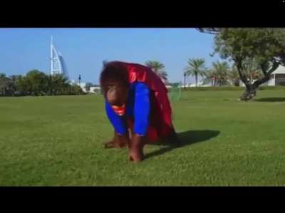 Super Rambo Monkey - r/ape