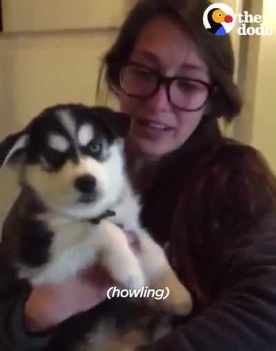 The puppy don't know how to bark..