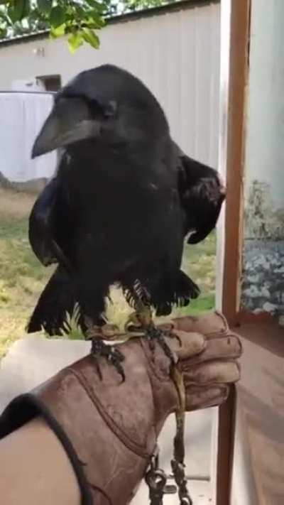 Ravens and crows are some of the most intelligent animals on earth and can mimic human speech better than any parrot. Here&rsquo;s Simon the Chihuahuan Raven saying &ldquo;yeah!&rdquo; Credit goes to @SPWRC_LBK
