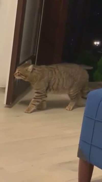 Abrupt Cat