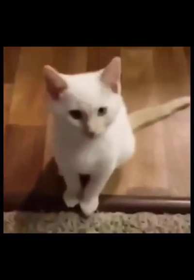 oi gato, a trilogia