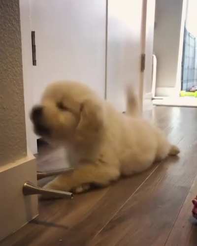 Vc teve ter tido um dia muito estressante, ent&atilde;o sente e veja esse lindo cachorrinho brincando