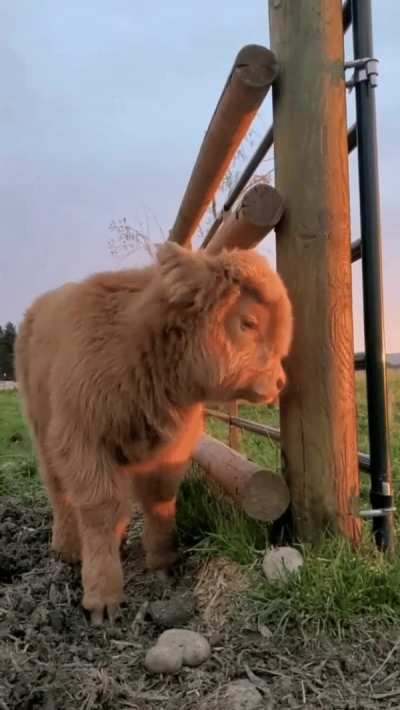 cute baby cow