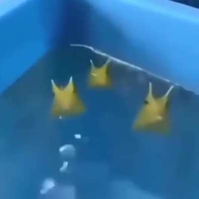 Water dogs