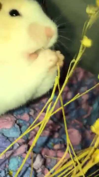momo&rsquo;s addicted to flax