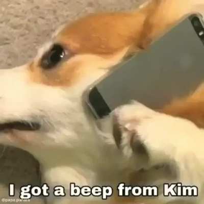 Perro