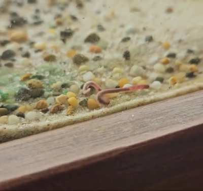 Help? Worm found in aquarium