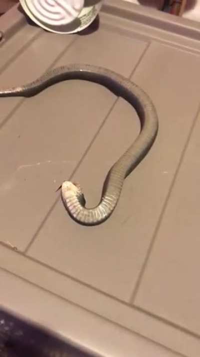 Snake tricks