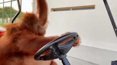 blursed_driver