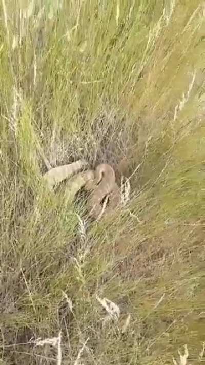 &ldquo;I think that&rsquo;s a rattlesnake right there...&rdquo;