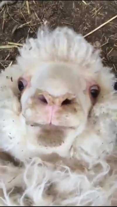 A sheep says hello 🐑