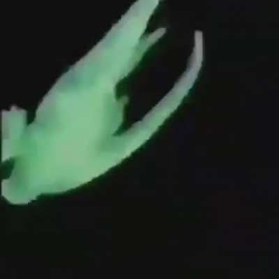 cocodrilo