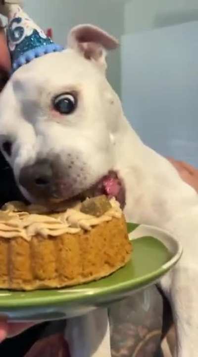 Mr Flea turned 16 recently! Here he is enjoying his birthday cake in his party hat.