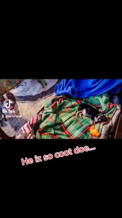 Oh No a New Puppy!
