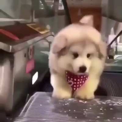 Yo no pondr&iacute;a un perro en el ascensor pero que tierno