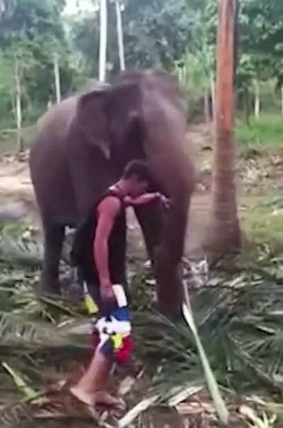 Walking in front and touching the trunk of an elephant that&rsquo;s eating (well they have a leaf held in their trunk)