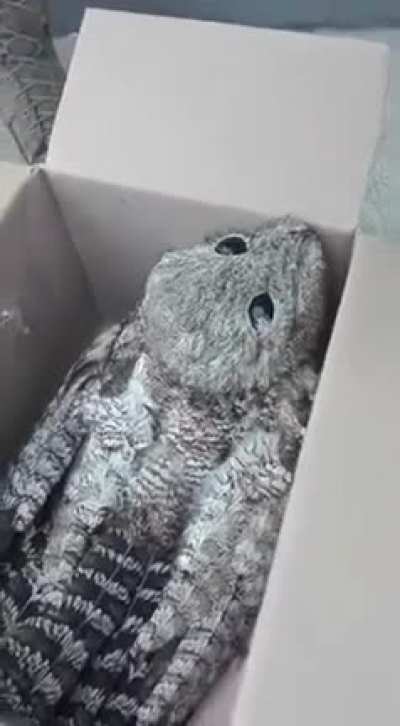 Renan n&atilde;o me d&aacute; ban, at&eacute; eu achei assustador