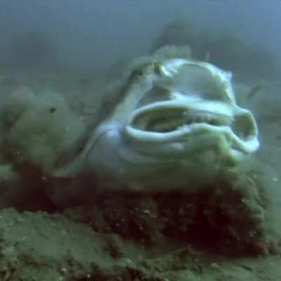 Angel shark.