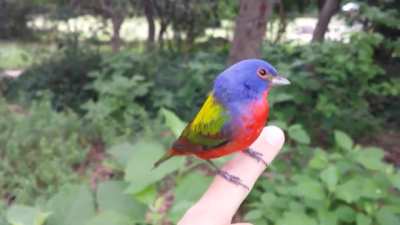 The male painted bunting is often described as the most beautiful bird in North America, earning it the nickname "nonpareil" or "without equal". It is a member of the cardinal family and has two recognized subspecies. This painted bunting had a run in wit