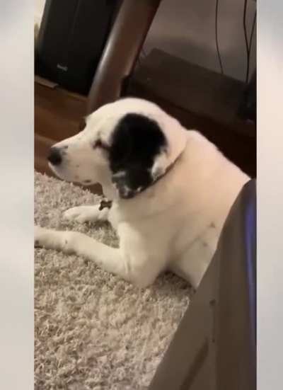 It's my carpet now
