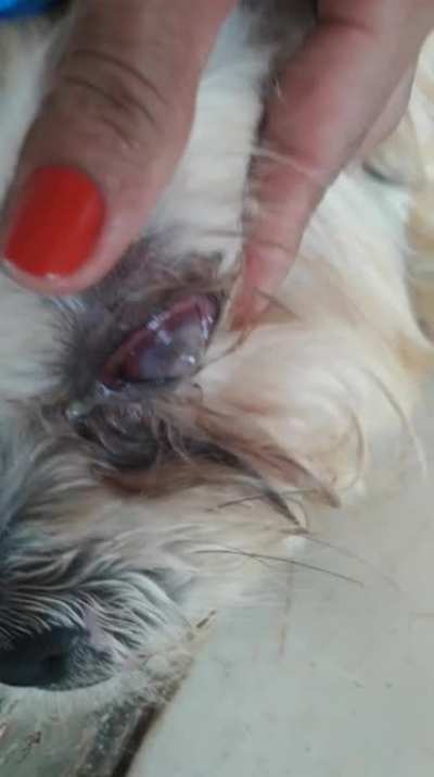 Se algu&eacute;m puder ajudar na cirurgia do olho do meu c&atilde;o para ele n&atilde;o morrer eu agrade&ccedil;o Ajuda para cirurgia do Spyke (cachorro)  