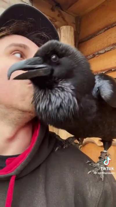 Quote the raven &ldquo;wuaaaahhhh&rdquo;
