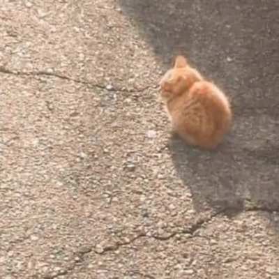 illegally smol cats:3