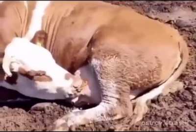 Wtf nature