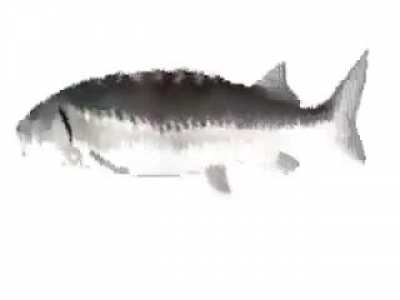 f&icirc;sh