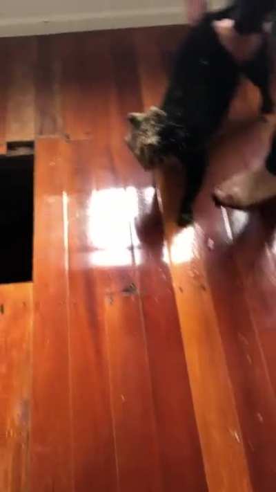 What happens when you leave the cat unattended&hellip;