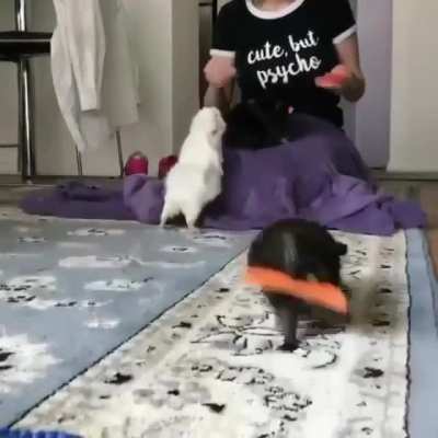 Feed the beasts