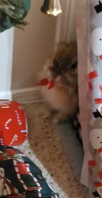 Christmas is officially ruined.