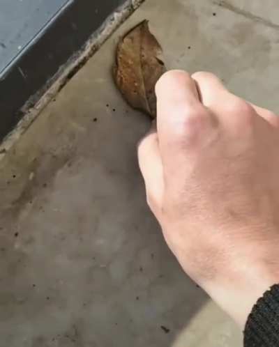 One dead leaf