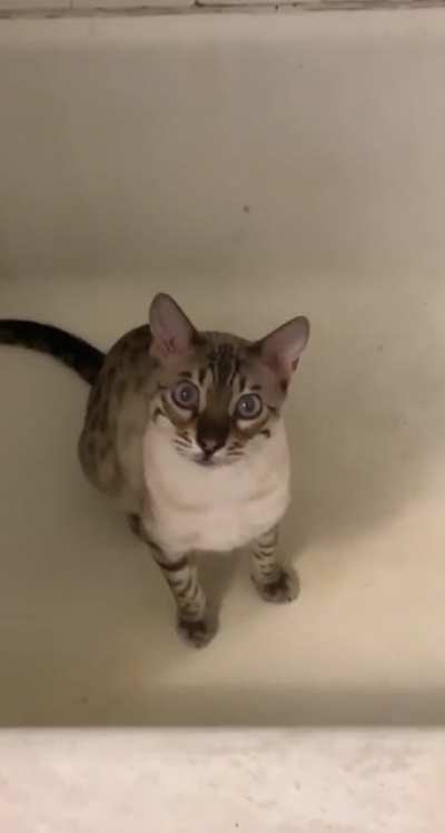 Meeoow..?