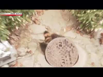 This Japanese raccoon is all of us.
