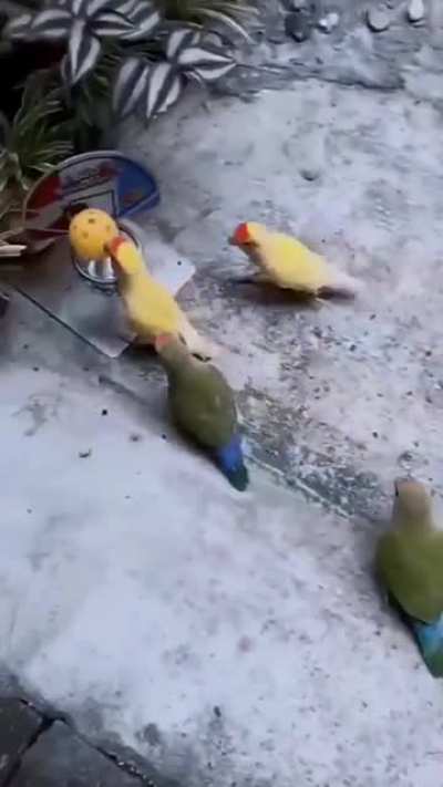 birdketball