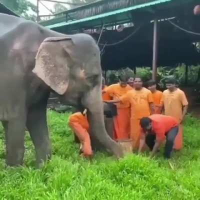 Tired of political post? Here's a baby elephant celebrating birthday.