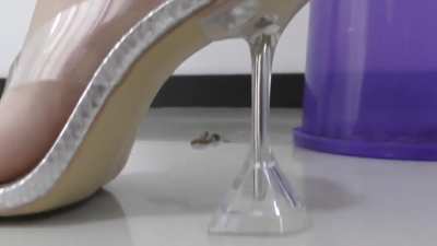 Latina crush bug