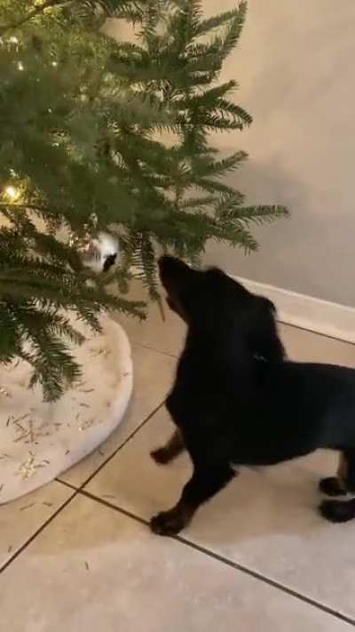 Roux, trying to take her "toys" off our tree.