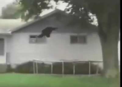 Cursed_bear