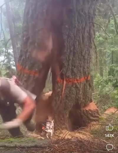 Note to self: don&rsquo;t try to fell trees marked with orange paint.
