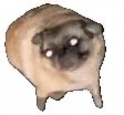 Parece que voce andou de mais descanse com o pug dan&ccedil;ante