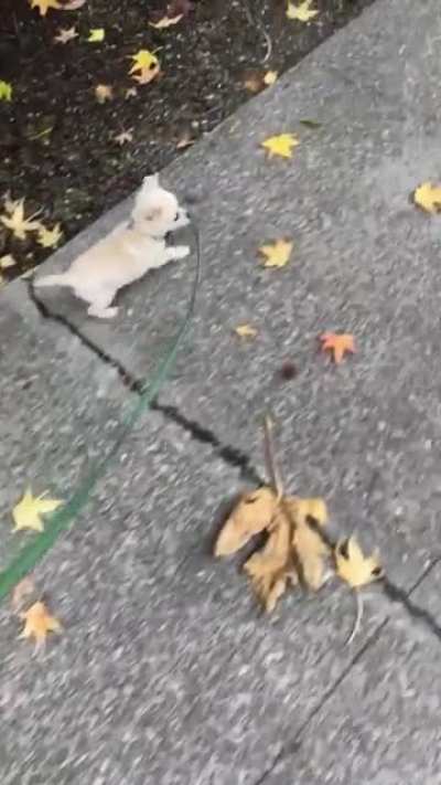 Small