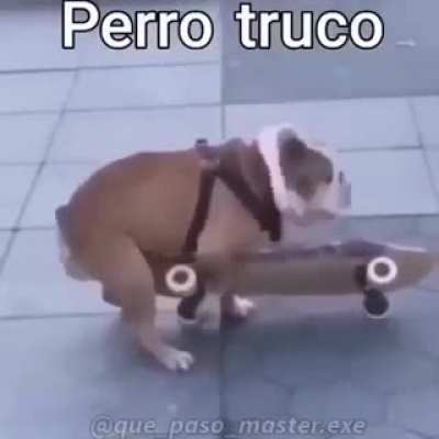 Perro truco