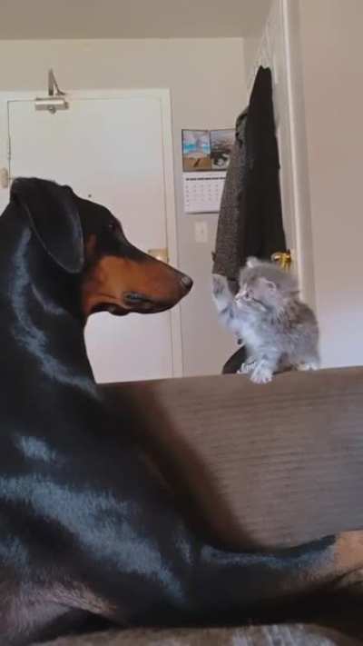 Touch tha doggo
