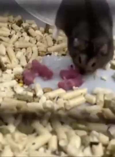 Hamster forcing her babies to exercise