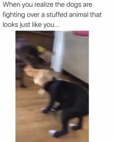 Cat dies inside