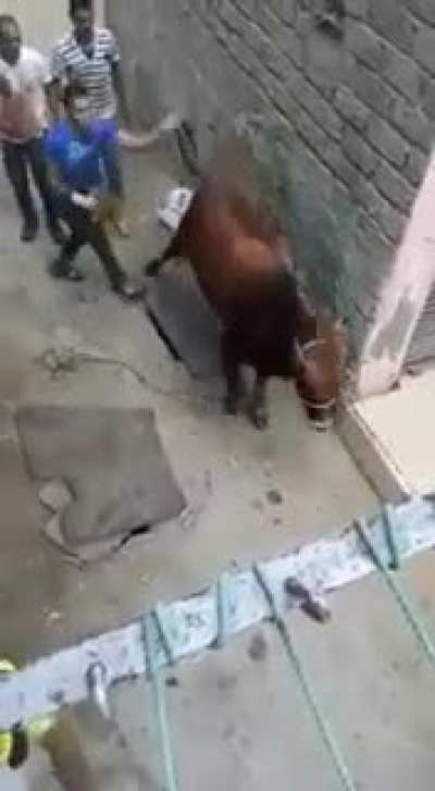 Messing with the bull, you&rsquo;ll get the horns
