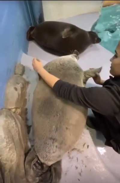 Sharik the big balloon gets pets